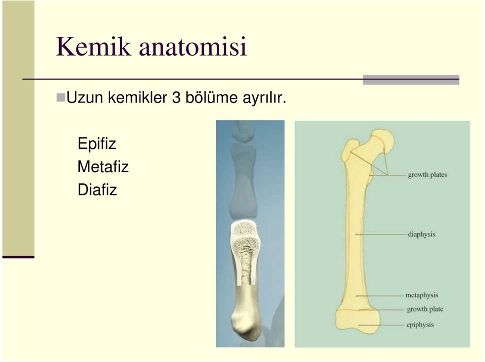 bölüme ayrılır.