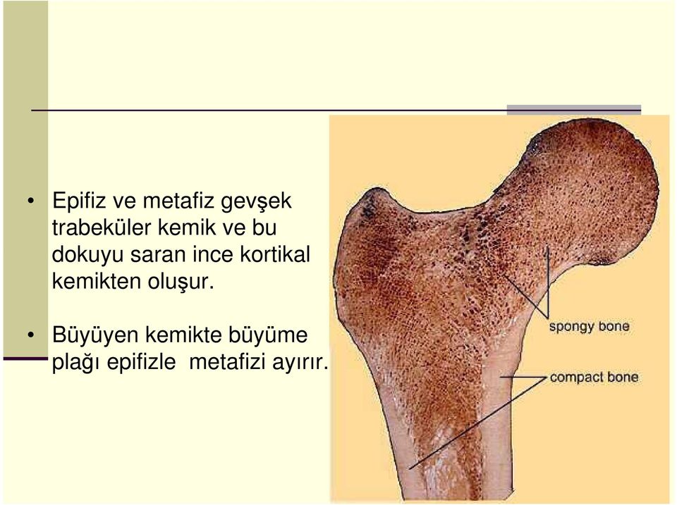 kortikal kemikten oluşur.