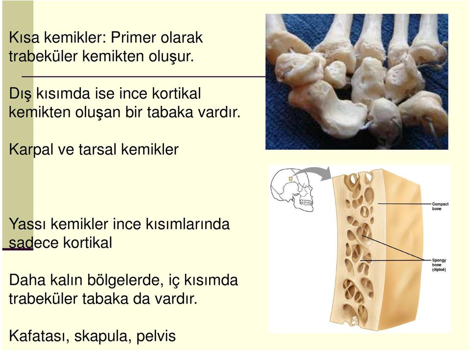 Karpal ve tarsal kemikler Yassı kemikler ince kısımlarında sadece