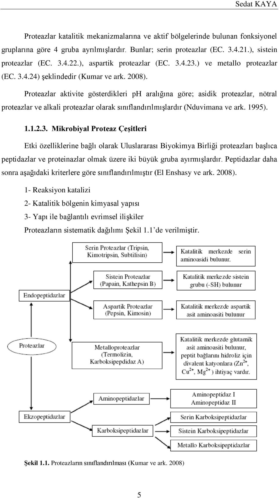 Proteazlar aktivite gösterdikleri ph aralığına göre; asidik proteazlar, nötral proteazlar ve alkali proteazlar olarak sınıflandırılmışlardır (Nduvimana ve ark. 1995). 1.1.2.3.