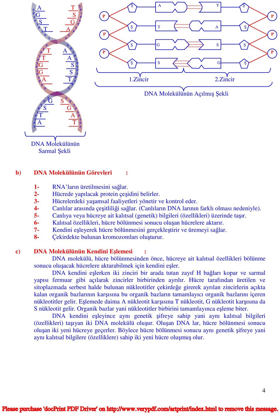 3- Hücrelerdeki yaşamsal faaliyetleri yönetir ve kontrol eder. 4- Canlılar arasında çeşitliliği sağlar. (Canlıların DNA larının farklı olması nedeniyle).