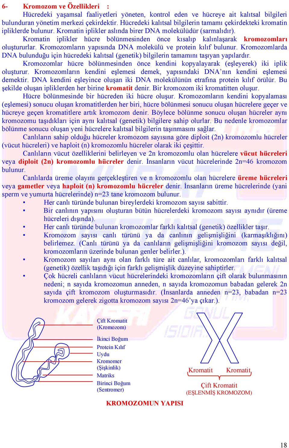 Kromatin iplikler hücre bölünmesinden önce kısalıp kalınlaşarak kromozomları oluştururlar. Kromozomların yapısında N molekülü ve protein kılıf bulunur.