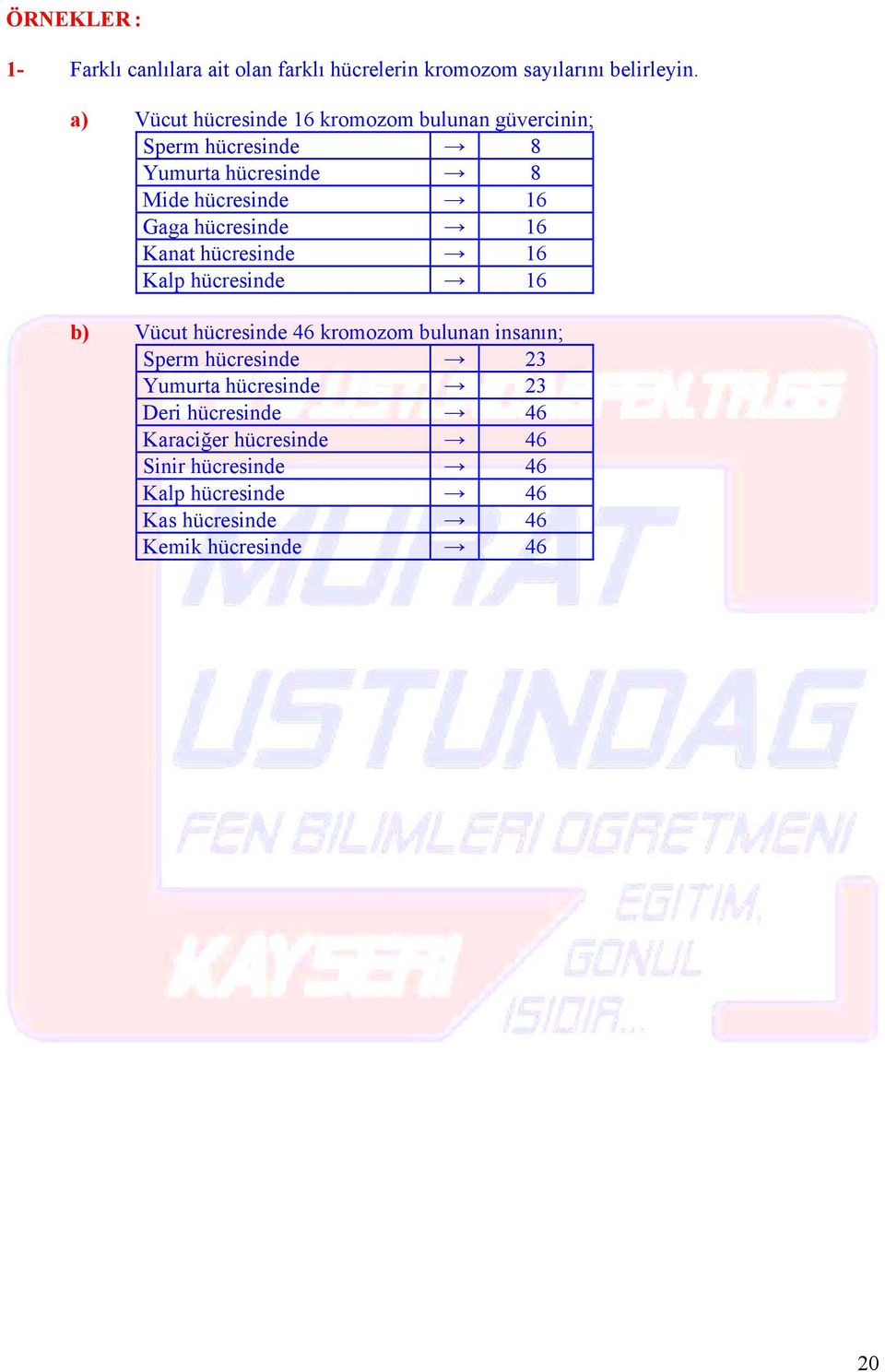 hücresinde 16 Kanat hücresinde 16 Kalp hücresinde 16 b) Vücut hücresinde 46 kromozom bulunan insanın; perm