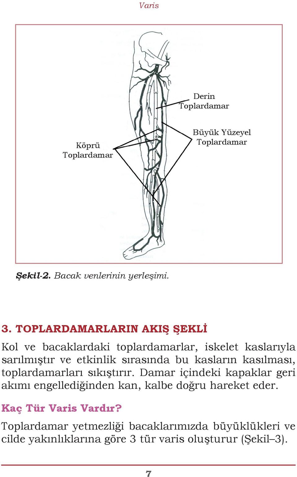 kasların kasılması, toplardamarları sıkıştırır.