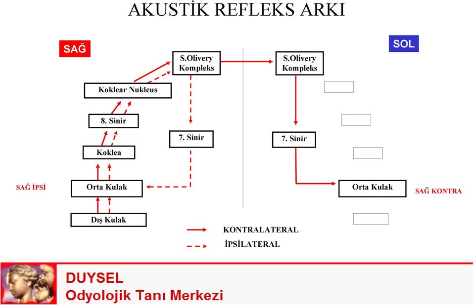 Sinir Koklea 7. Sinir 7.