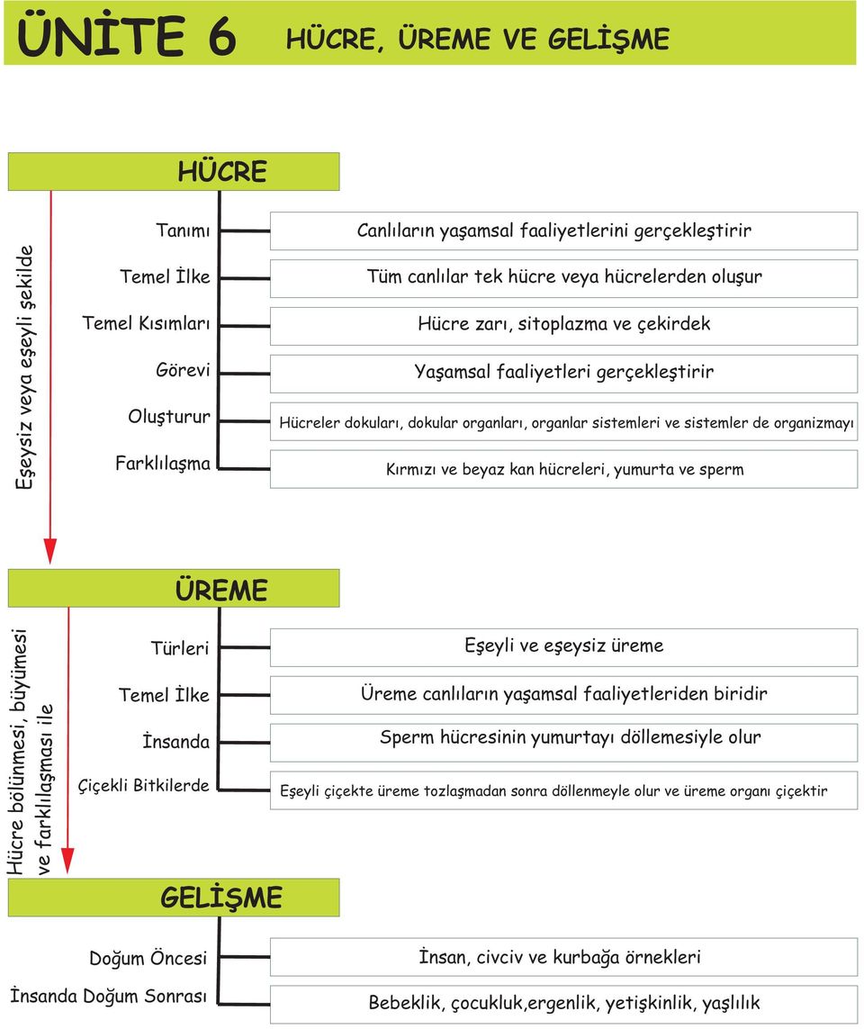 beyaz kan hücreleri, yumurta ve sperm ÜREME Hücre bölünmesi, büyümesi ve farklılaşması ile Türleri Eşeyli ve eşeysiz üreme Temel İlke Üreme canlıların yaşamsal faaliyetleriden biridir İnsanda Sperm