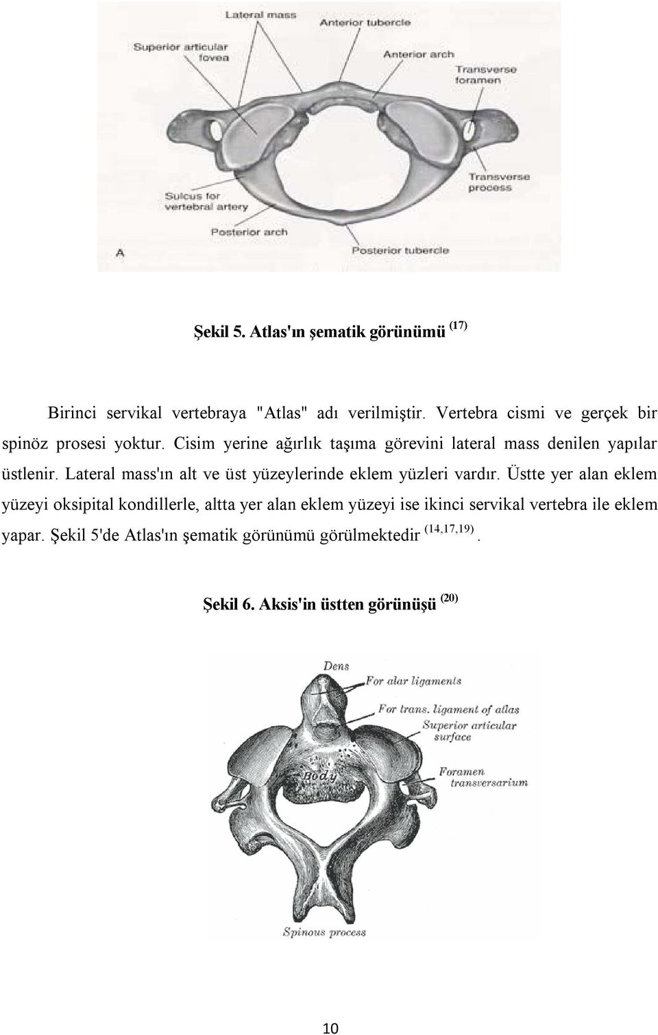 Lateral mass'ın alt ve üst yüzeylerinde eklem yüzleri vardır.