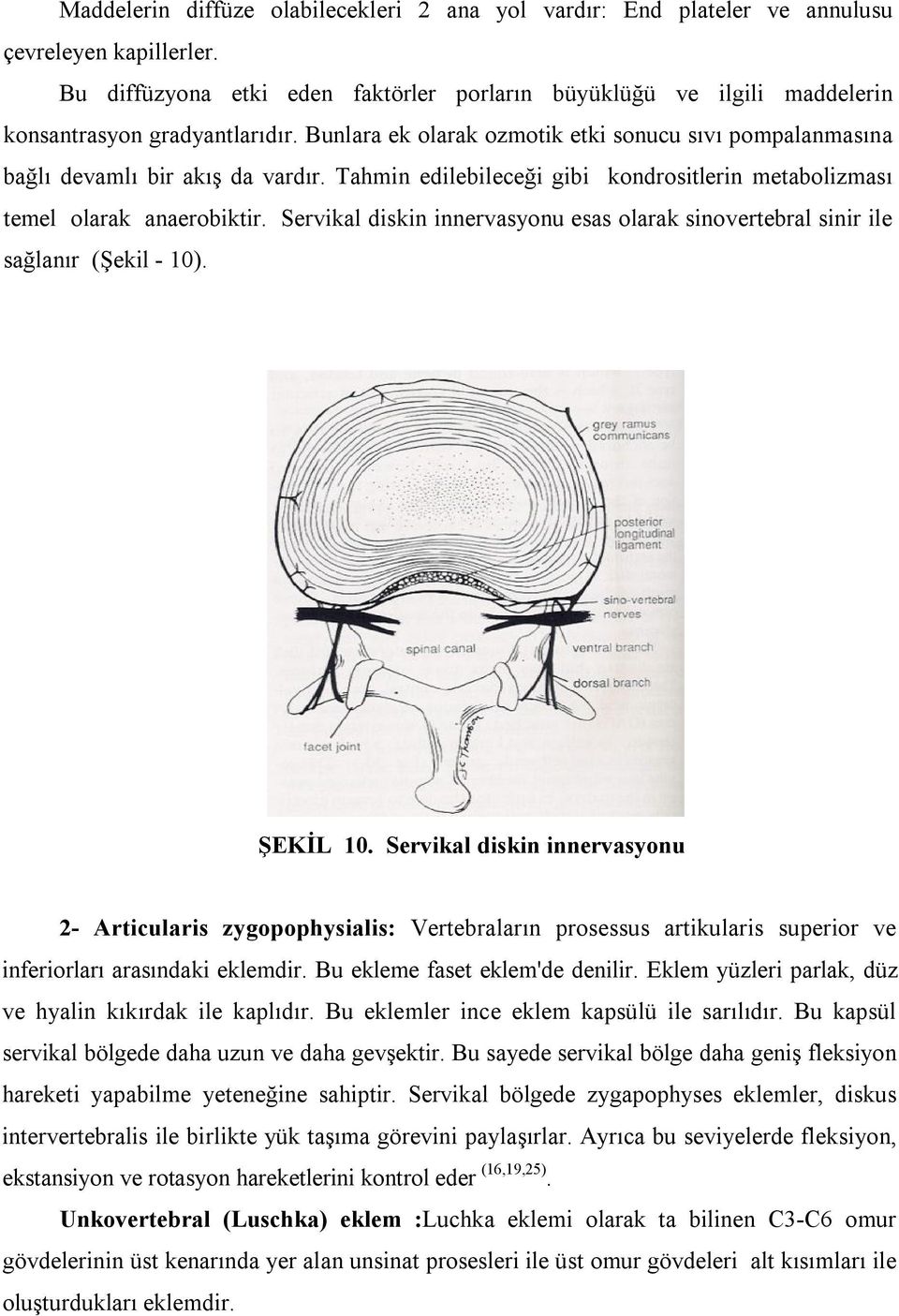 Tahmin edilebileceği gibi kondrositlerin metabolizması temel olarak anaerobiktir. Servikal diskin innervasyonu esas olarak sinovertebral sinir ile sağlanır (Şekil - 10). ŞEKİL 10.