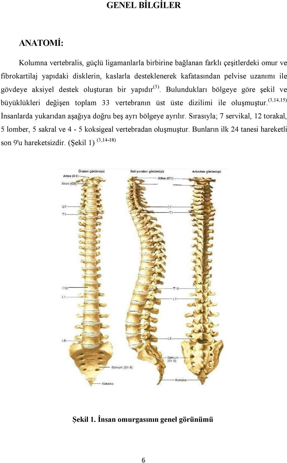 Bulundukları bölgeye göre şekil ve büyüklükleri değişen toplam 33 vertebranın üst üste dizilimi ile oluşmuştur.