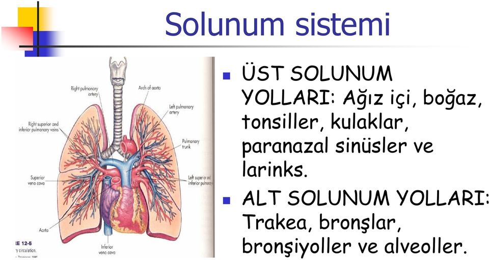 sinüsler ve larinks.