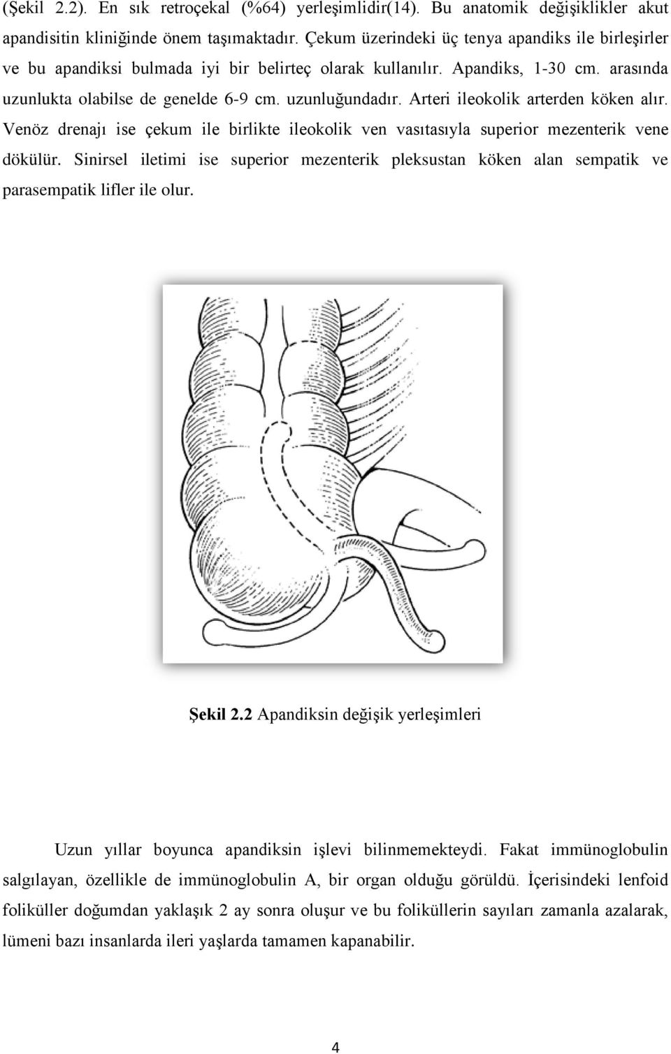 Arteri ileokolik arterden köken alır. Venöz drenajı ise çekum ile birlikte ileokolik ven vasıtasıyla superior mezenterik vene dökülür.