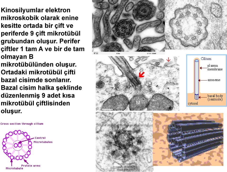 Perifer çiftler 1 tam A ve bir de tam olmayan B mikrotübülünden oluģur.