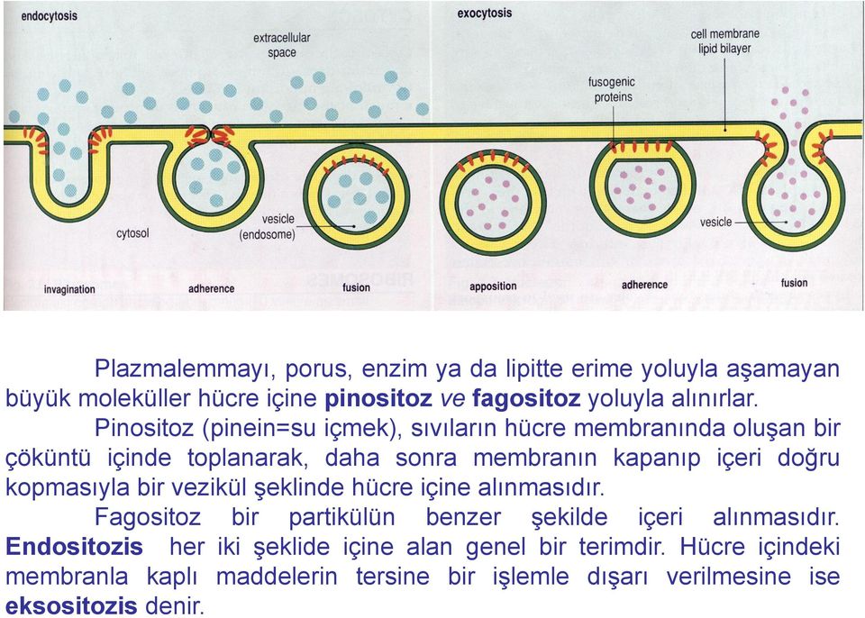 kopmasıyla bir vezikül şeklinde hücre içine alınmasıdır. Fagositoz bir partikülün benzer şekilde içeri alınmasıdır.