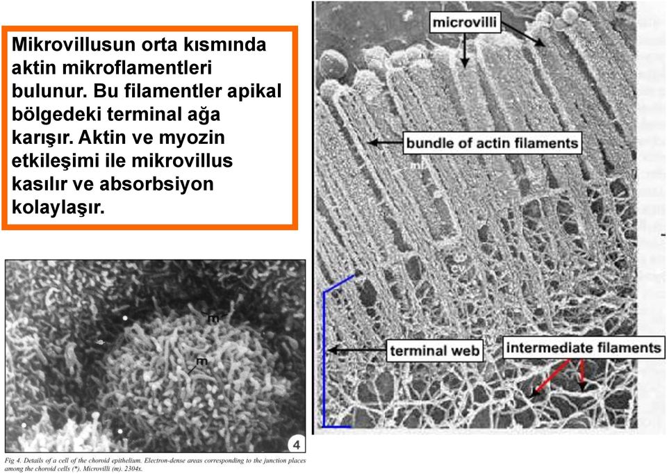 Bu filamentler apikal bölgedeki terminal ağa