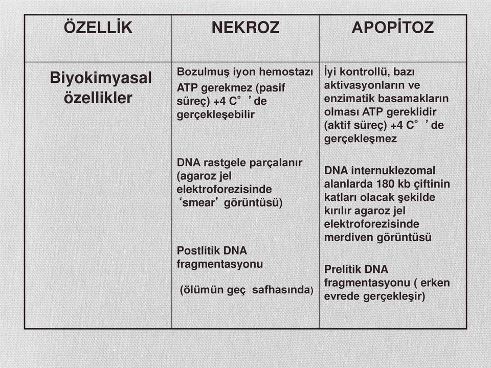 enzimatik basamakların olması ATP gereklidir (aktif süreç) +4 C de gerçekleşmez DNA internuklezomal alanlarda 180 kb çiftinin katları