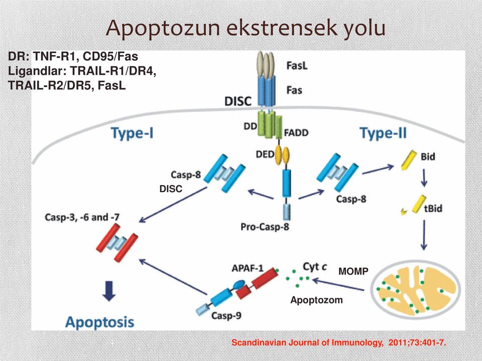 Apoptozun ekstrensek yolu DISC MOMP