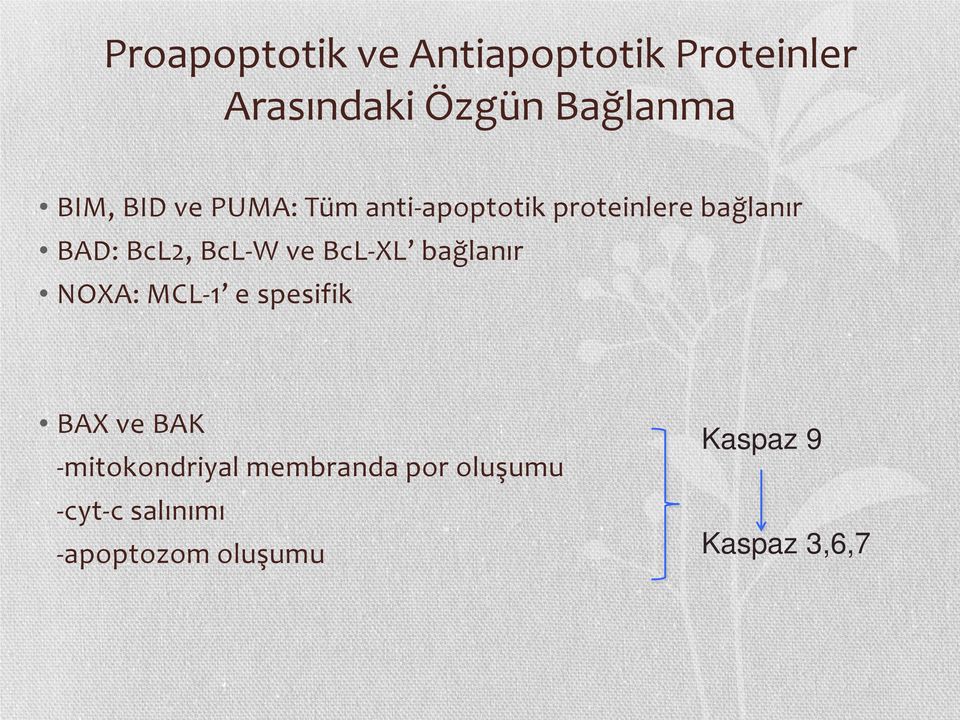 ve BcL-XL bağlanır NOXA: MCL-1 e spesifik BAX ve BAK -mitokondriyal