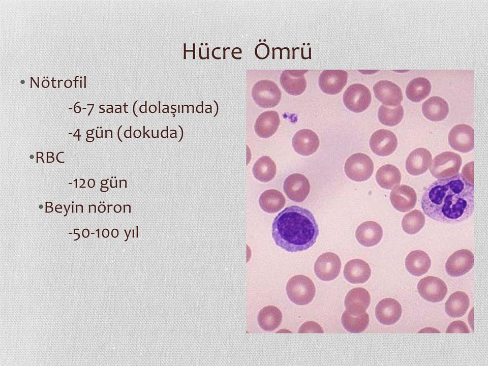 (dokuda) RBC -120 gün