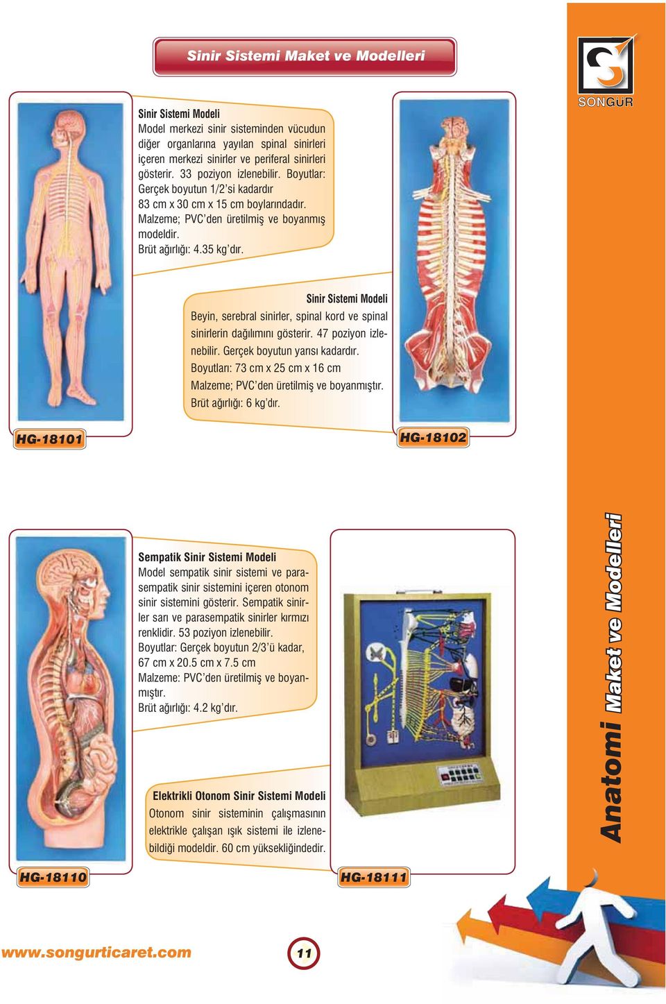 Sinir Sistemi Modeli Beyin, serebral sinirler, spinal kord ve spinal sinirlerin dağılımını gösterir. 47 poziyon izlenebilir. Gerçek boyutun yarısı kadardır.