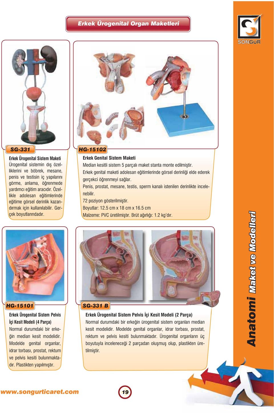 HG-15101 Erkek Ürogenital Sistem Pelvis İçi Kesit Modeli (4 Parça) Normal durumdaki bir erkeğin median kesit modelidir.