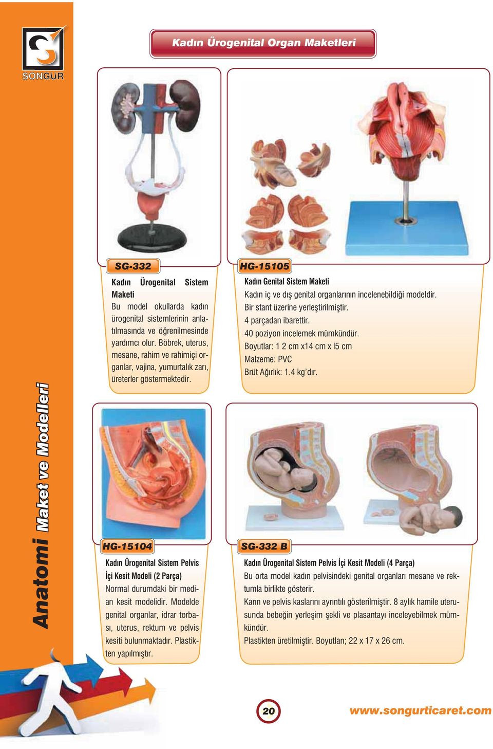 HG-15104 Kadın Ürogenital Sistem Pelvis İçi Kesit Modeli (2 Parça) Normal durumdaki bir median kesit modelidir. Modelde genital organlar, idrar torbası, uterus, rektum ve pelvis kesiti bulunmaktadır.