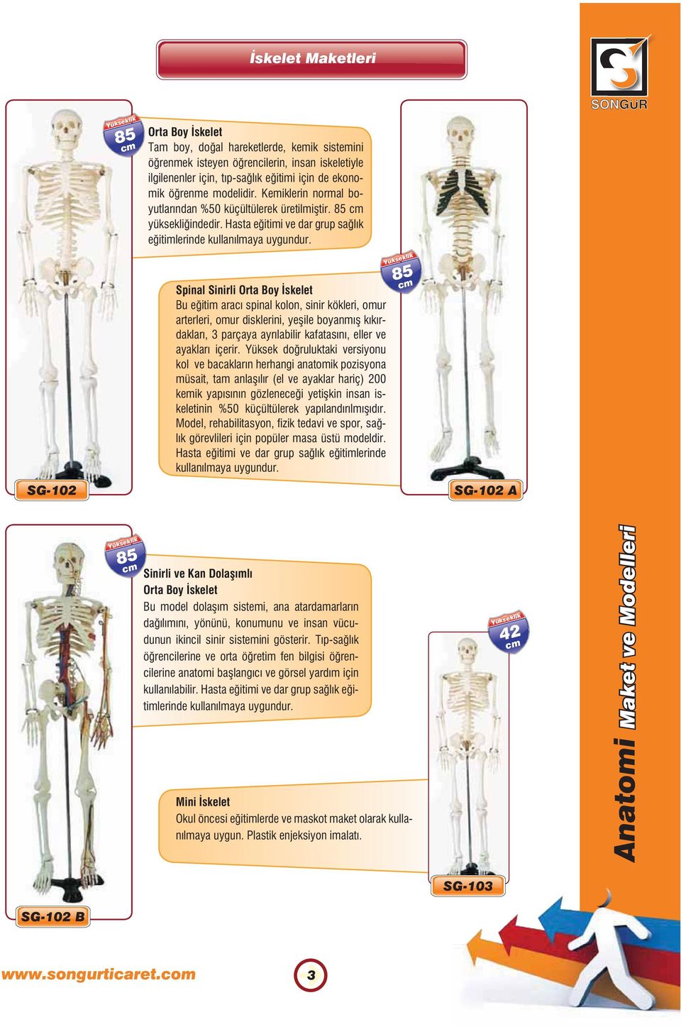 Spinal Sinirli Orta Boy İskelet Bu eğitim aracı spinal kolon, sinir kökleri, omur arterleri, omur disklerini, yeşile boyanmış kıkırdakları, 3 parçaya ayrılabilir kafatasını, eller ve ayakları içerir.