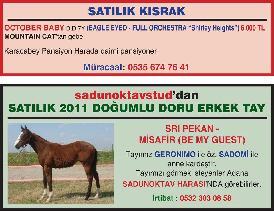 sadunoktavstud dan SATILIK 2011 DOĞUMLU DORU ERKEK TAY SRI PEKAN - MİSAFİR (BE MY GUEST) Tayımız