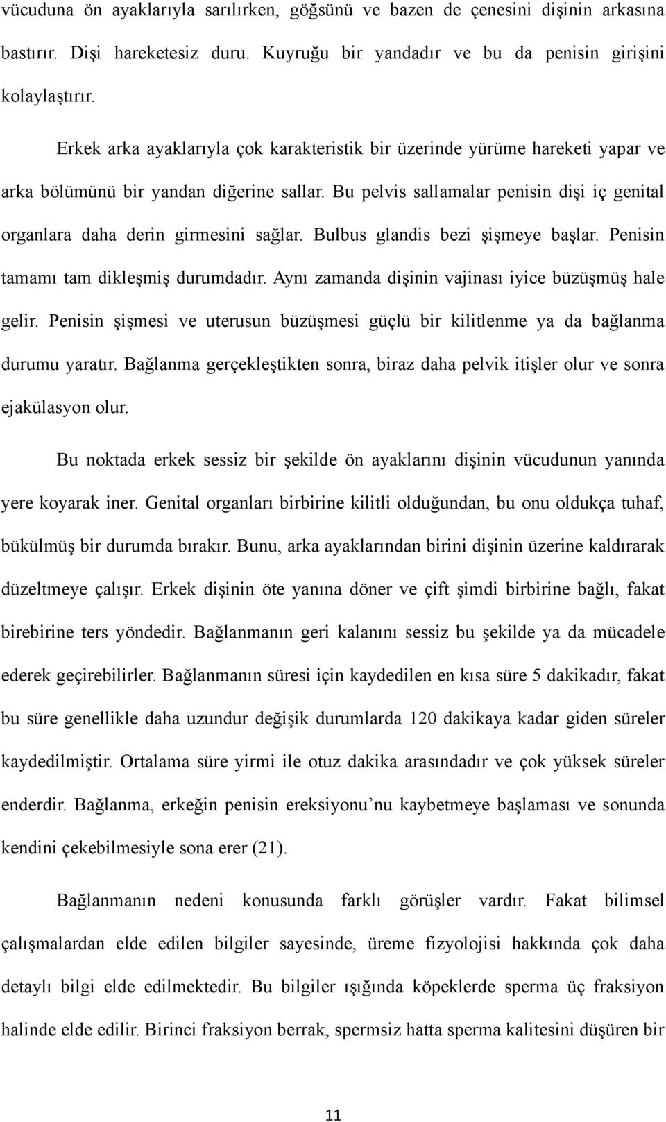 Bu pelvis sallamalar penisin dişi iç genital organlara daha derin girmesini sağlar. Bulbus glandis bezi şişmeye başlar. Penisin tamamı tam dikleşmiş durumdadır.