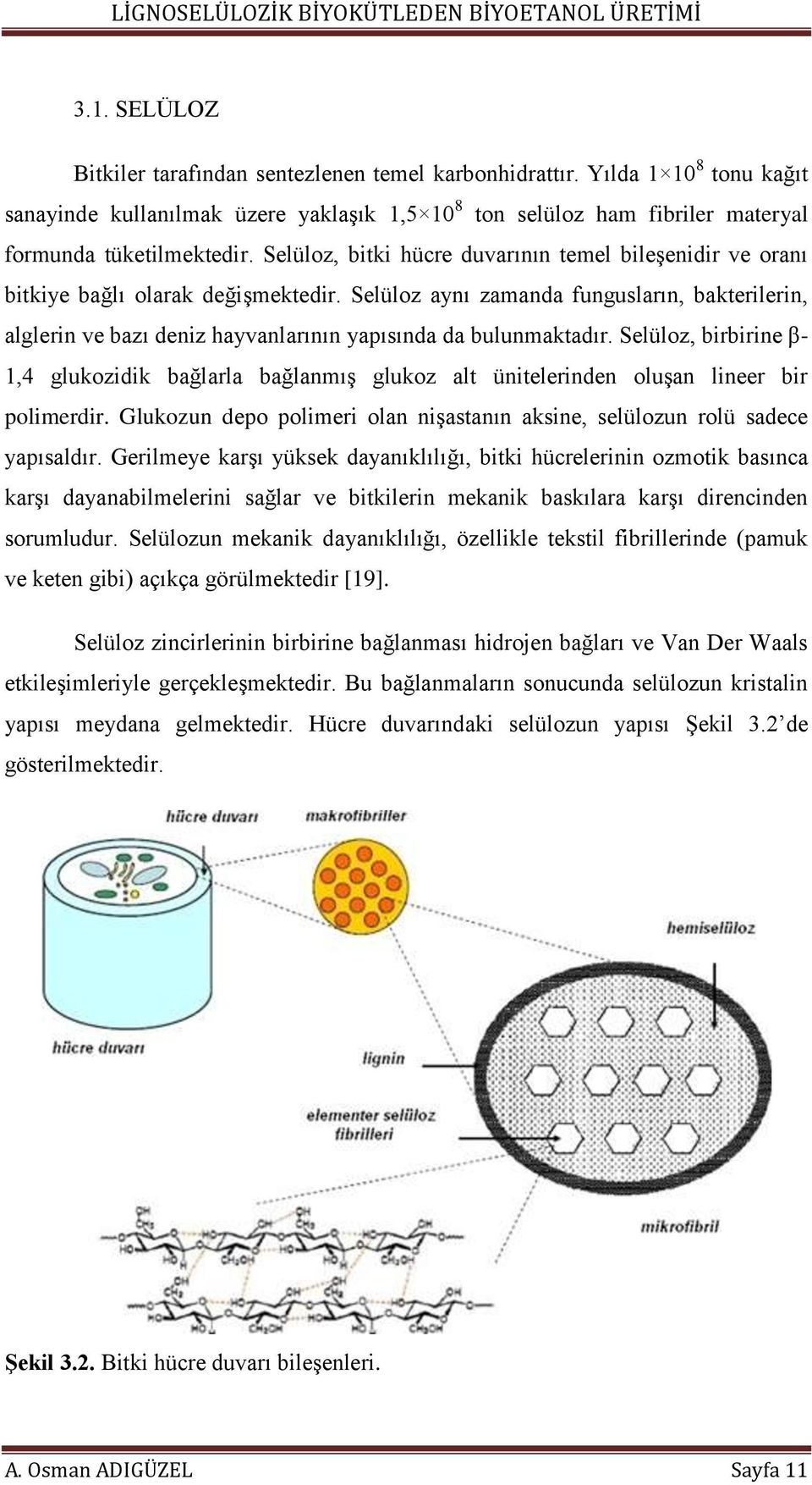 Selüloz aynı zamanda fungusların, bakterilerin, alglerin ve bazı deniz hayvanlarının yapısında da bulunmaktadır.