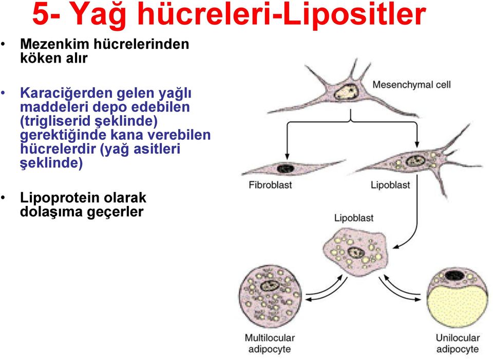 (trigliserid şeklinde) gerektiğinde kana verebilen