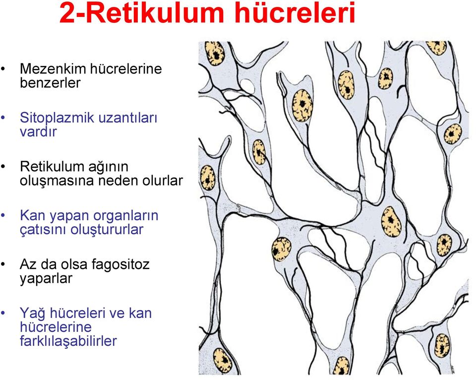 neden olurlar Kan yapan organların çatısını oluştururlar Az da