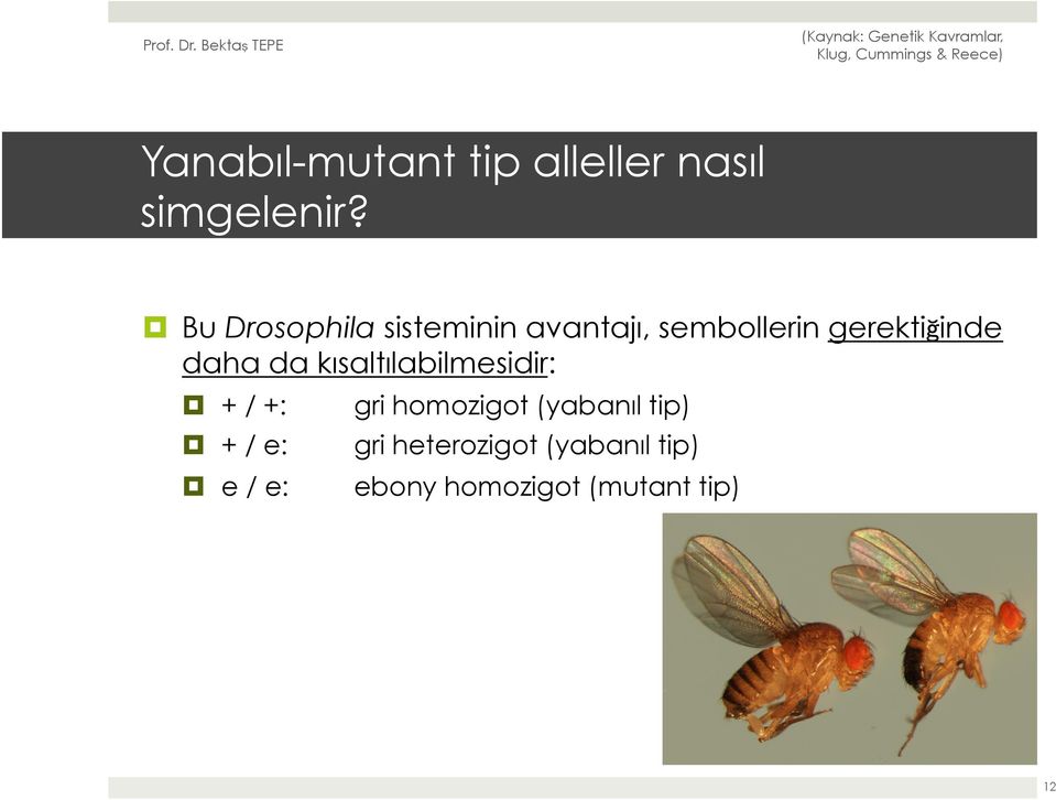 daha da kısaltılabilmesidir: + / +: + / e: e / e: gri