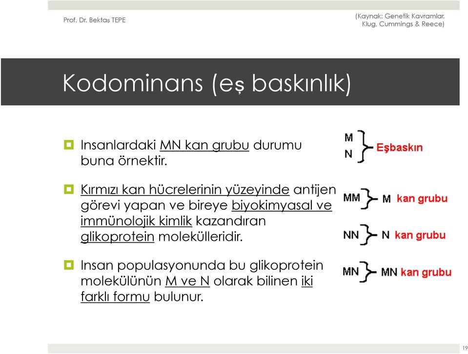 ve immünolojik kimlik kazandıran glikoprotein molekülleridir.