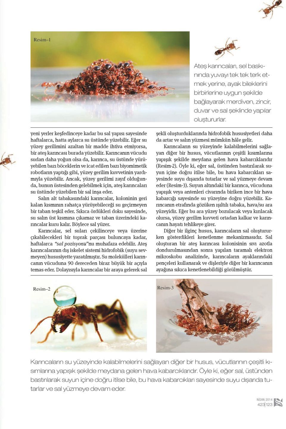 Karıncanın vücudu sudan daha yoğun olsa da, karınca, su üstünde yürüyebilen bazı böceklerin ve icat edilen bazı biyomimetik robotların yaptığı gibi, yüzey gerilim kuvvetinin yardımıyla yüzebilir.