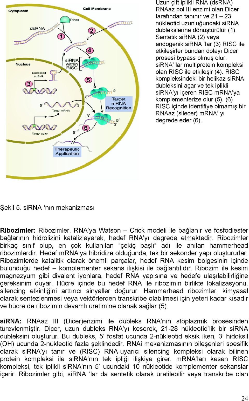 RISC kompleksindeki bir helikaz sirna dubleksini açar ve tek iplikli sirna yı içeren RISC mrna ya komplementerize olur (5).