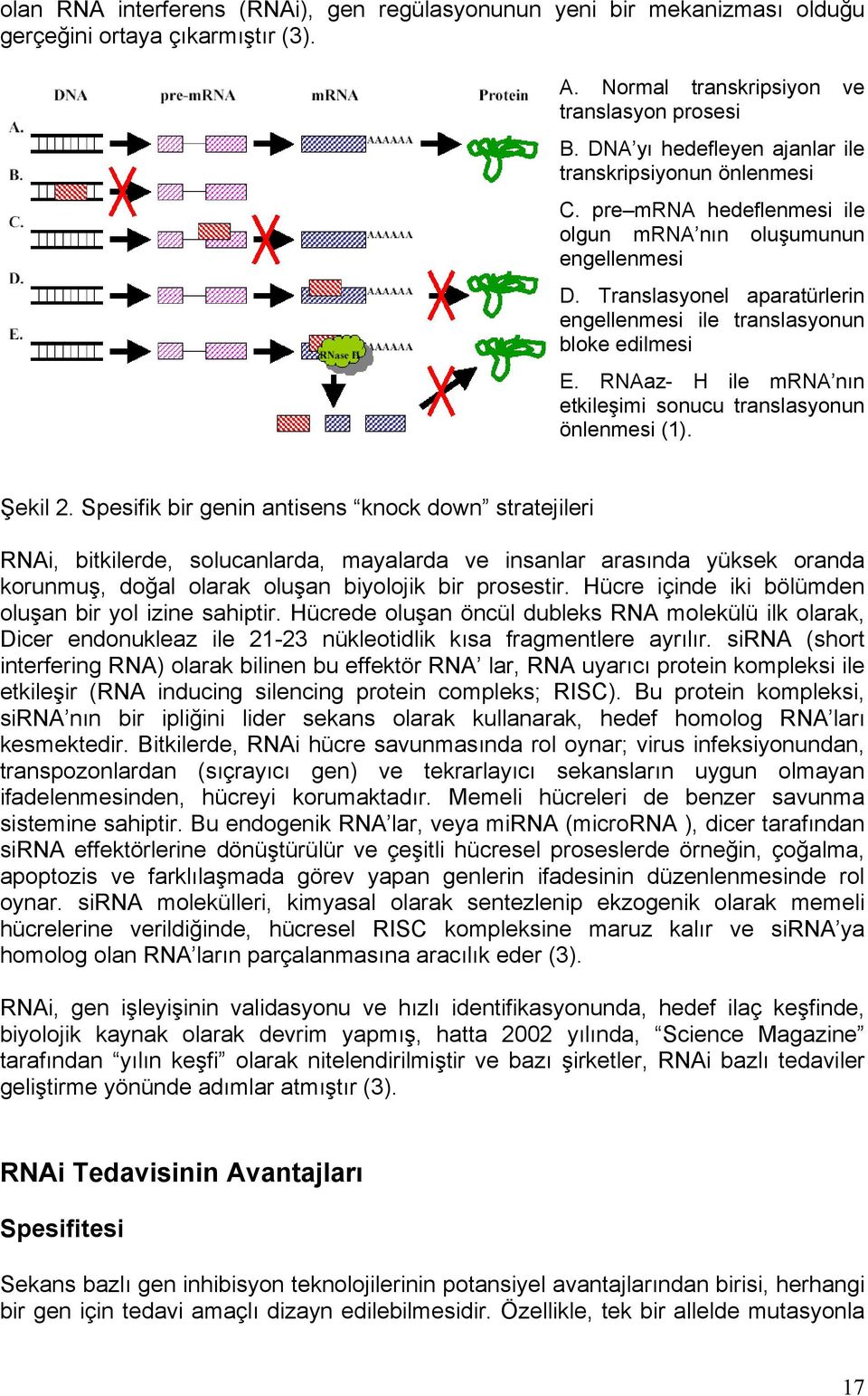 Translasyonel aparatürlerin engellenmesi ile translasyonun bloke edilmesi E. RNAaz- H ile mrna nın etkileşimi sonucu translasyonun önlenmesi (1). Şekil 2.