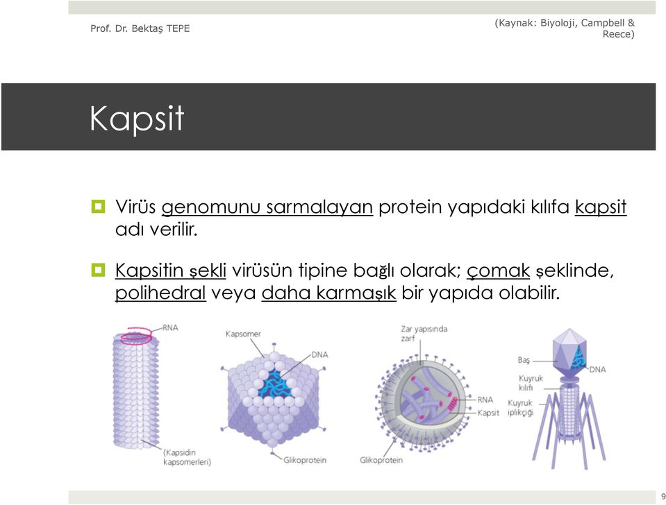 Kapsitin şekli virüsün tipine bağlı olarak;