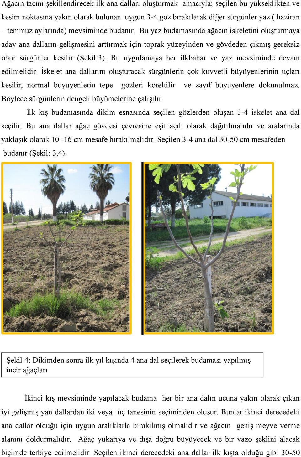 Bu yaz budamasında ağacın iskeletini oluşturmaya aday ana dalların gelişmesini arttırmak için toprak yüzeyinden ve gövdeden çıkmış gereksiz obur sürgünler kesilir (Şekil:3).