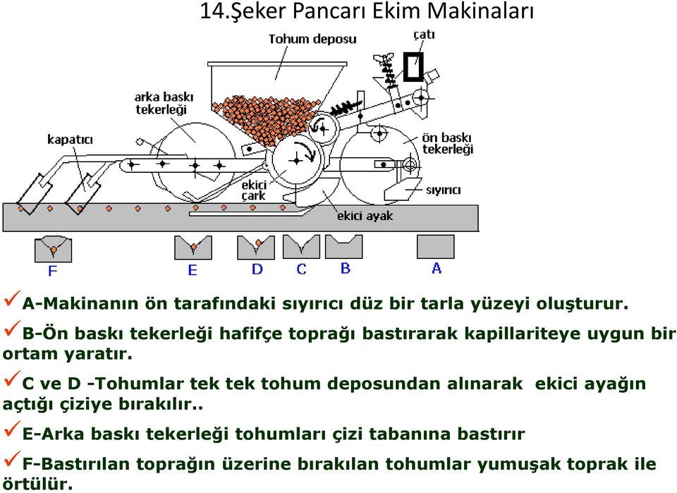 C ve D -Tohumlar tek tek tohum deposundan alınarak ekici ayağın açtığı çiziye bırakılır.