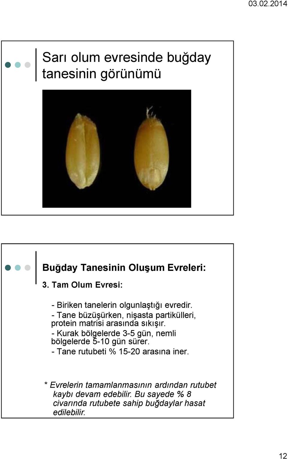 - Tane büzüşürken, nişasta partikülleri, protein matrisi arasında sıkışır.