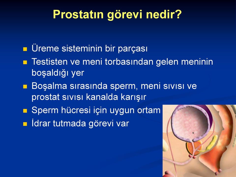 gelen meninin boşaldığı yer Boşalma sırasında sperm, meni