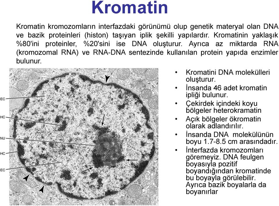 Kromatini DNA molekülleri oluşturur. İnsanda 46 adet kromatin ipliği bulunur. Çekirdek içindeki koyu bölgeler heterokramatin Açık bölgeler ökromatin olarak adlandırılır.