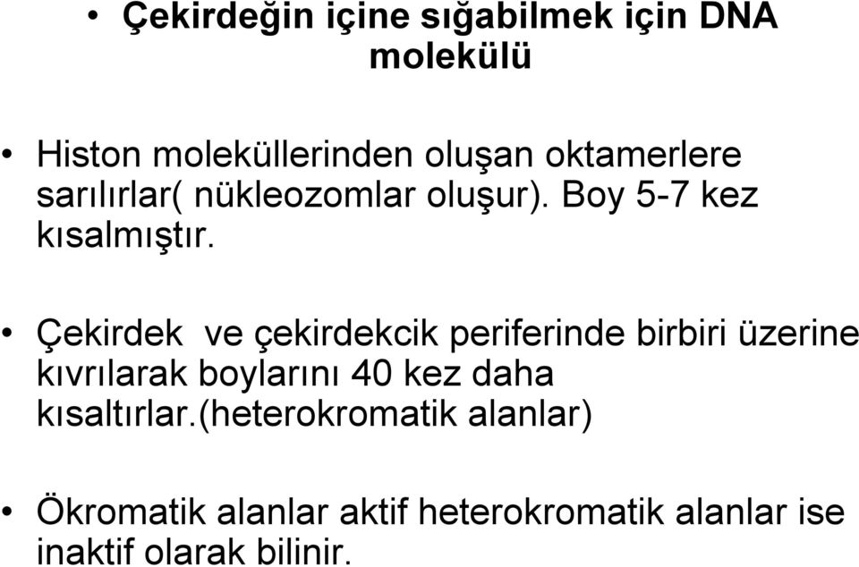 Çekirdek ve çekirdekcik periferinde birbiri üzerine kıvrılarak boylarını 40 kez daha