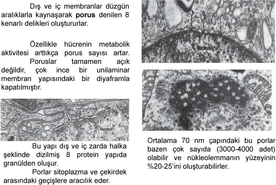 Poruslar tamamen açık değildir, çok ince bir unilaminar membran yapısındaki bir diyaframla kapatılmıştır.