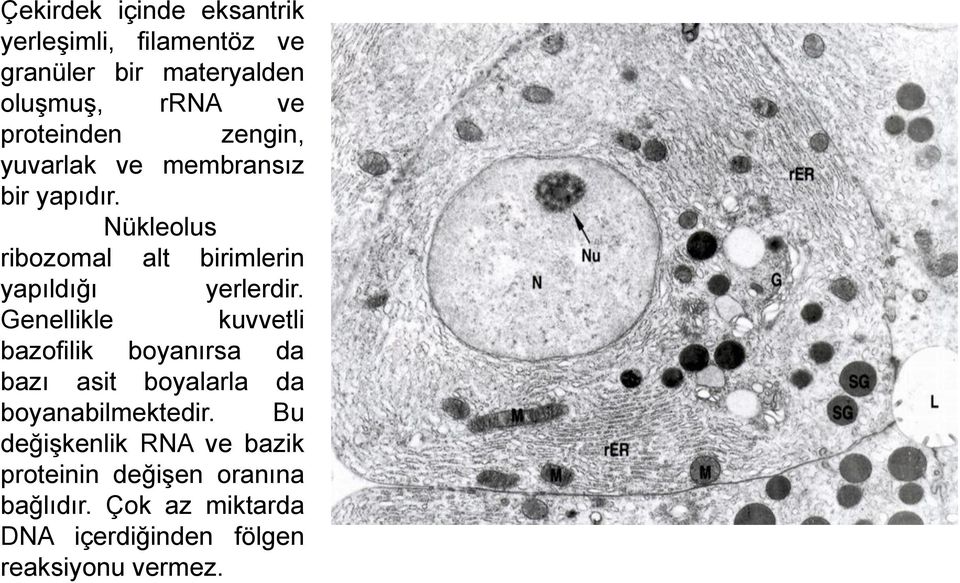 Nükleolus ribozomal alt birimlerin yapıldığı yerlerdir.