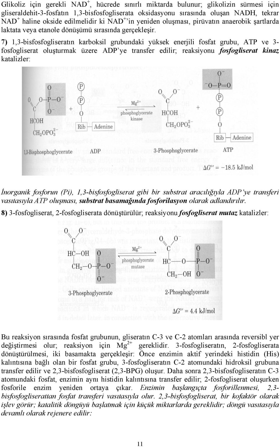 7) 1,3-bisfosfogliseratın karboksil grubundaki yüksek enerjili fosfat grubu, ATP ve 3- fosfogliserat oluşturmak üzere ADP ye transfer edilir; reaksiyonu fosfogliserat kinaz katalizler: İnorganik