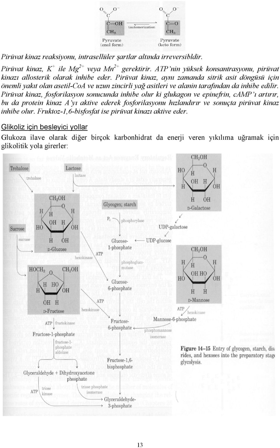 Pirüvat kinaz, aynı zamanda sitrik asit döngüsü için önemli yakıt olan asetil-coa ve uzun zincirli yağ asitleri ve alanin tarafından da inhibe edilir.