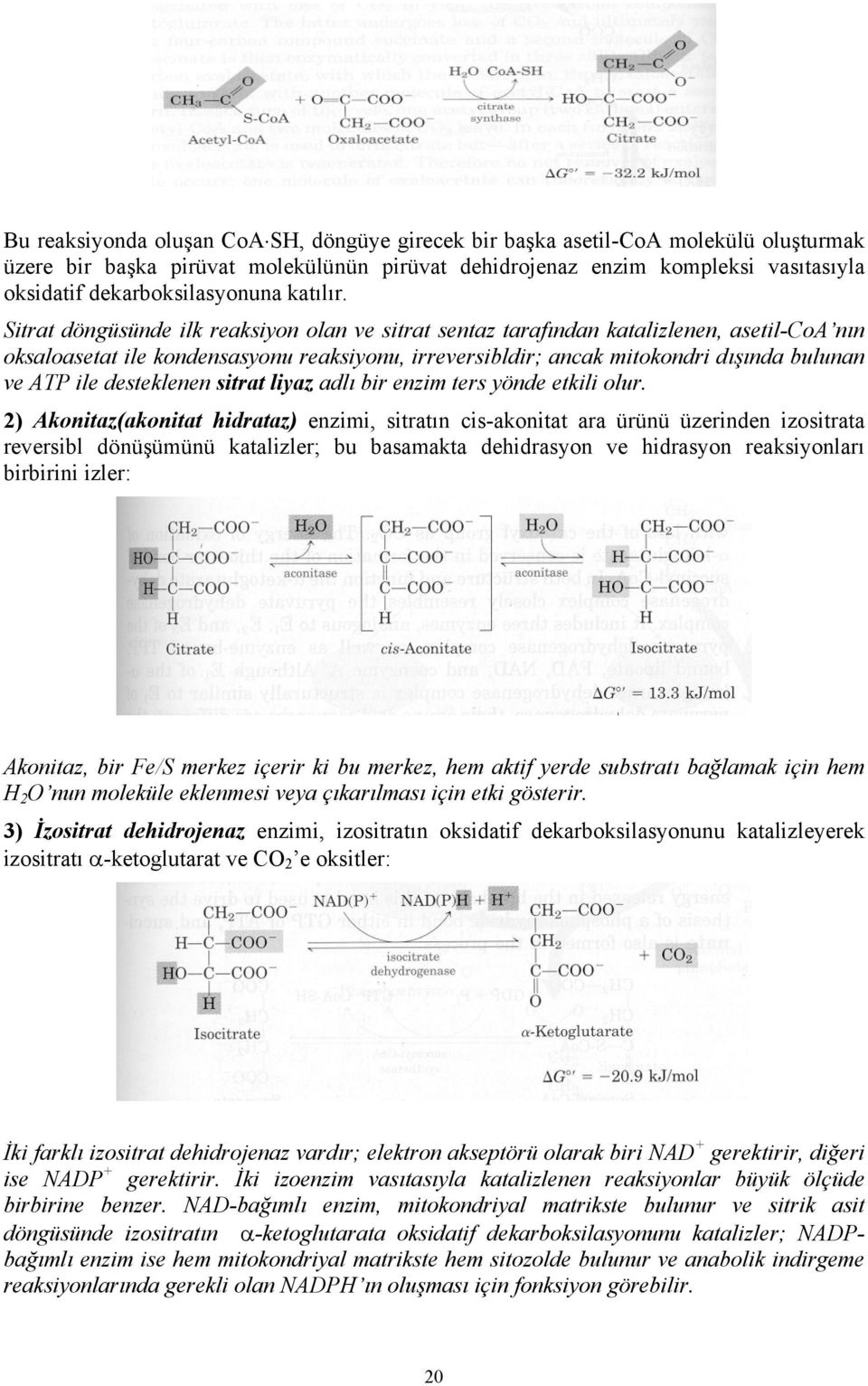 Sitrat döngüsünde ilk reaksiyon olan ve sitrat sentaz tarafından katalizlenen, asetil-coa nın oksaloasetat ile kondensasyonu reaksiyonu, irreversibldir; ancak mitokondri dışında bulunan ve ATP ile