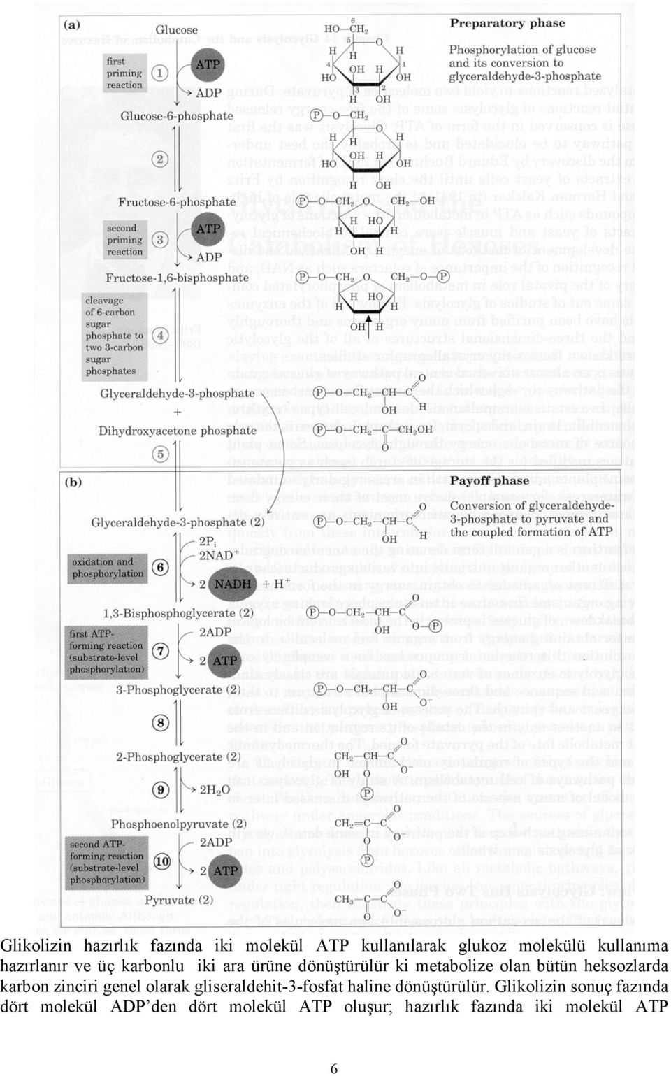 heksozlarda karbon zinciri genel olarak gliseraldehit-3-fosfat haline dönüştürülür.