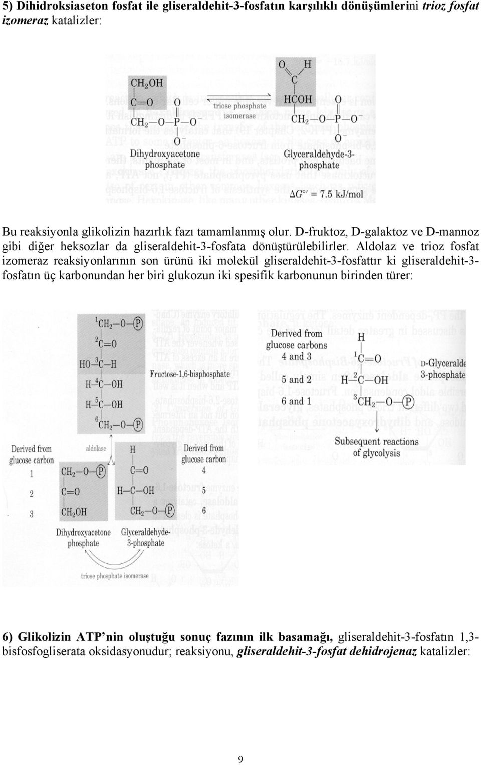 Aldolaz ve trioz fosfat izomeraz reaksiyonlarının son ürünü iki molekül gliseraldehit-3-fosfattır ki gliseraldehit-3- fosfatın üç karbonundan her biri glukozun iki